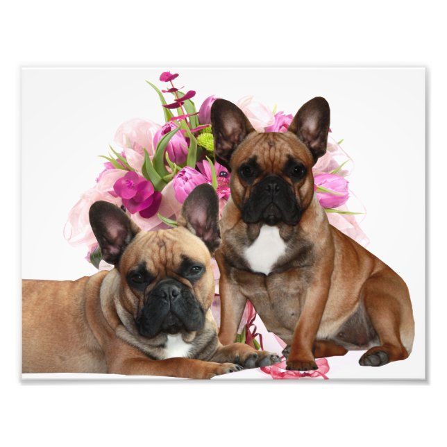 Französische Bulldogge Blumen French Bulldog Feier Fototryck (Framsidan)