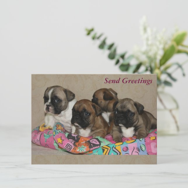 Französische Bulldogge Geburtstag French Bulldog (Stående Fram)