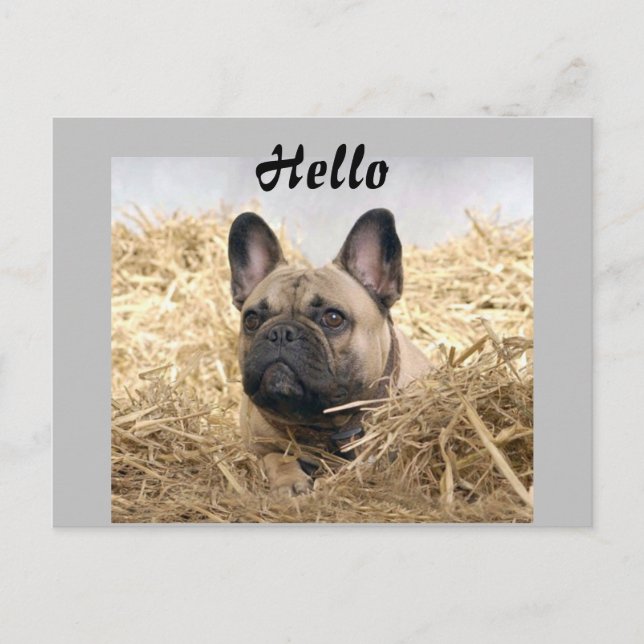 Französische Bulldogge im Stroh French Bulldog Vykort (Framsida)