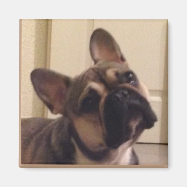 Französische Bulldogge Magnet (Framsidan)