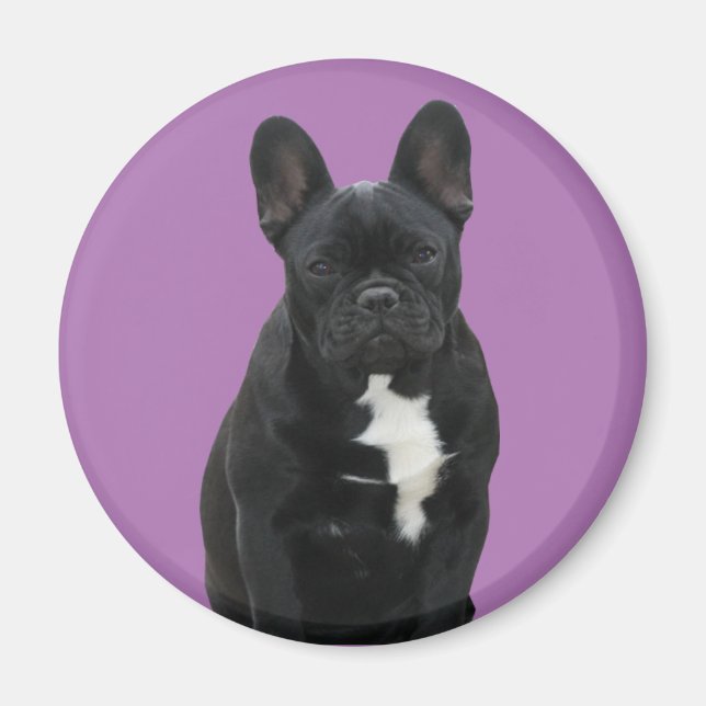 Französische Bulldogge Magnet (Framsidan)