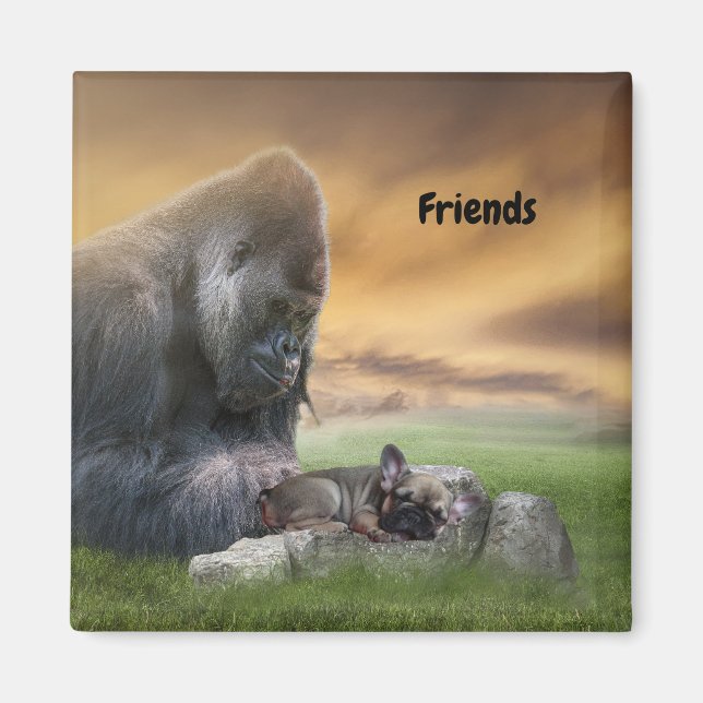 Französische Bulldogge mit Freund Magnet (Framsidan)