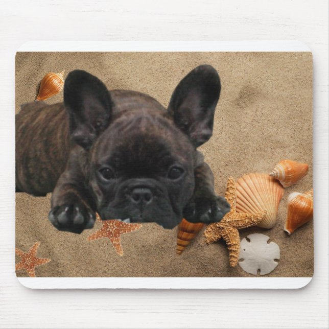 Französische Bulldogge Musmatta (Framsidan)