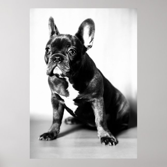 Französische Bulldogge Poster (Framsidan)