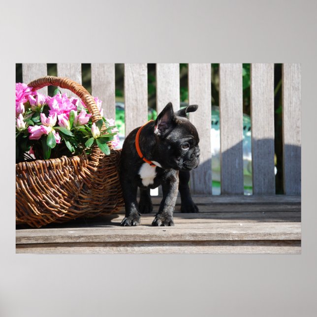 Französische Bulldogge Poster (Framsidan)
