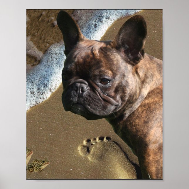 Französische Bulldogge Poster  (Framsidan)