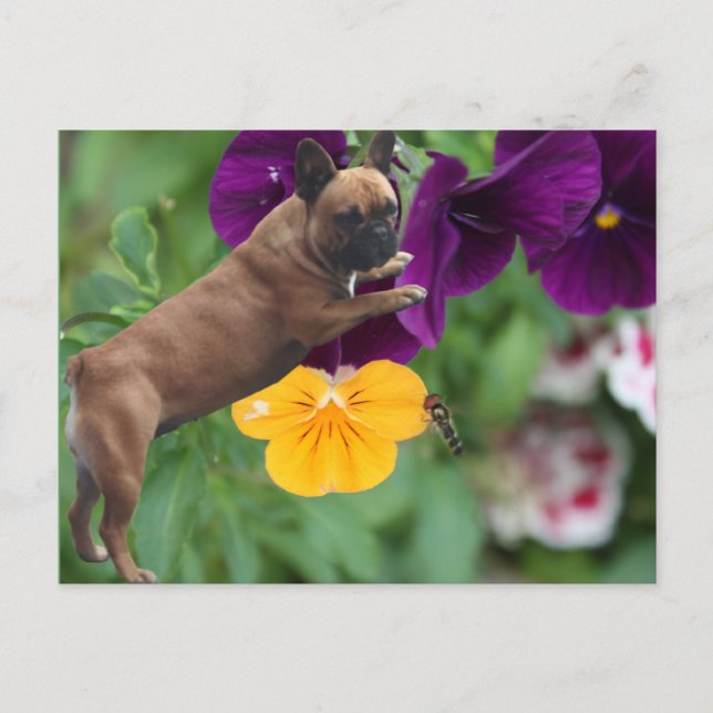 Französische Bulldogge Postkarte Vykort (Framsida)