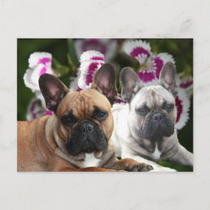 Französische Bulldogge Postkarte Vykort