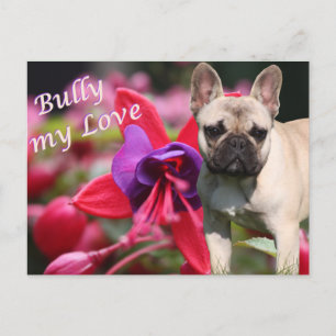 Französische Bulldogge Postkarte Vykort