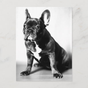 Französische Bulldogge Vykort