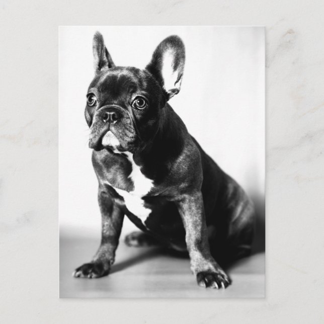Französische Bulldogge Vykort (Framsida)