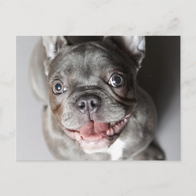 Französische Bulldogge Vykort (Framsida)