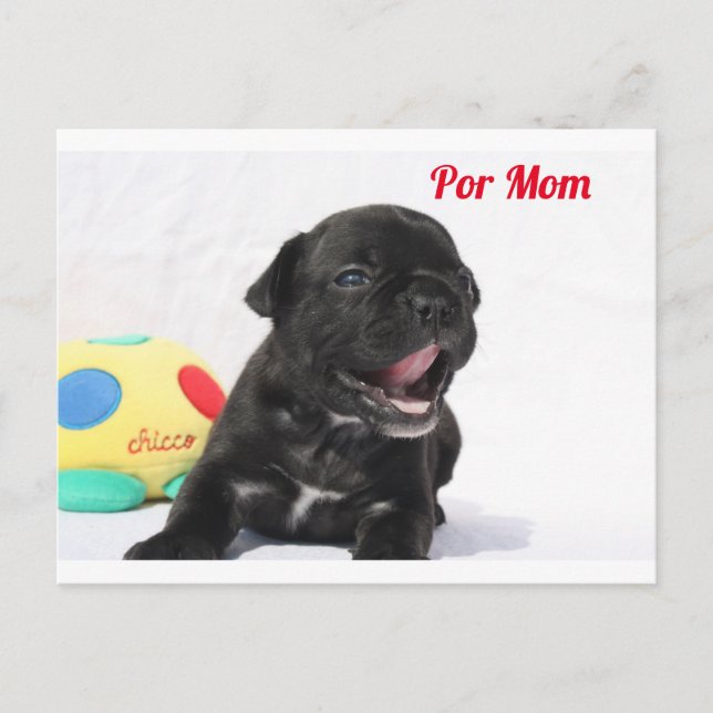 Französische Bulldogge Welpe French Bulldog Vykort (Framsida)
