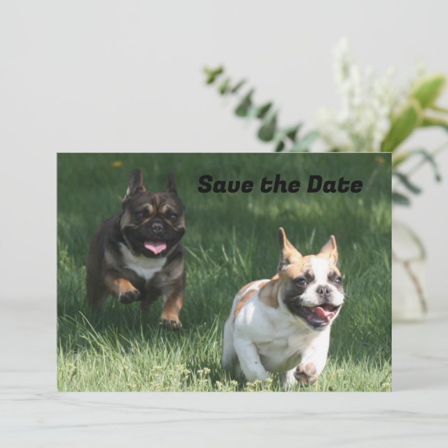 Französische Bulldogge Wettrennen French Bulldog Spara Datumet (Stående Fram)