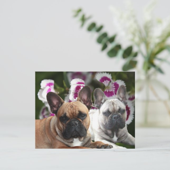Französische Bulldogge zwei Freunde French Bulldog Inbjudningar (Stående Fram)