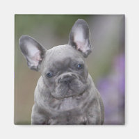 Französische Bulldoggen Magnet