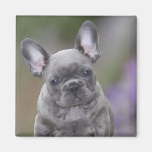 Französische Bulldoggen Magnet