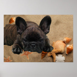 Französische Bulldoggen Poster
