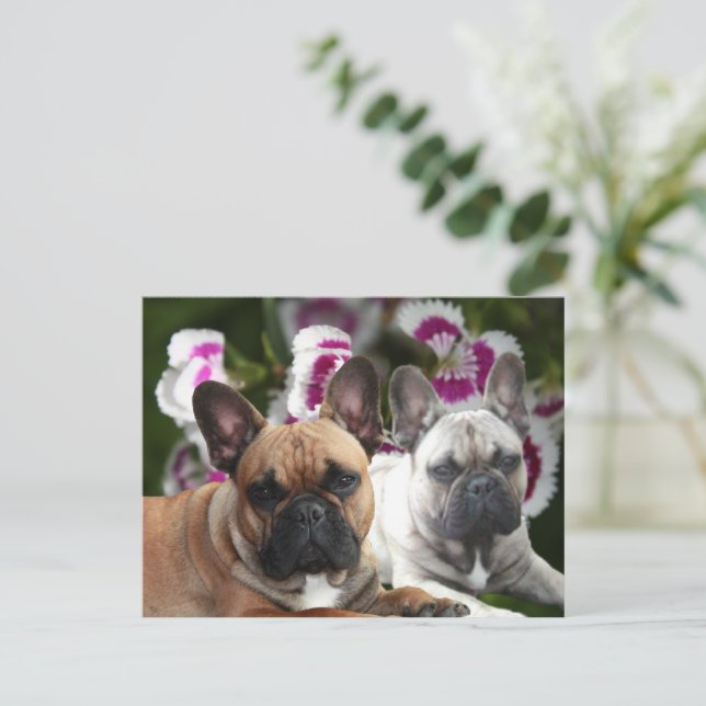 Französische Bulldoggen Postkarte Vykort (Stående Fram)