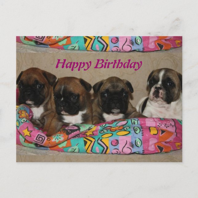 Französische Bulldoggen Postkarte Vykort (Framsida)