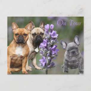 Französische Bulldoggen Postkarte Vykort