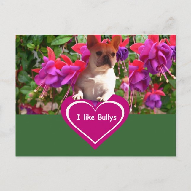 Französische Bulldoggen Postkarten Vykort (Framsida)