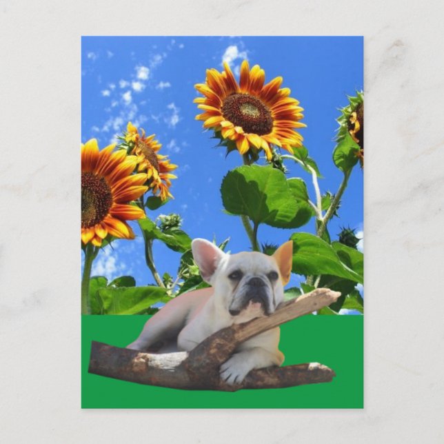 Französische Bulldoggen Sonnenblume French Bulldog Vykort (Framsida)