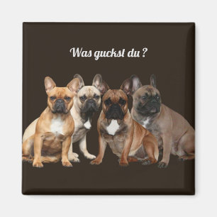 Französische Bulldoggen var guckst du, Magnet