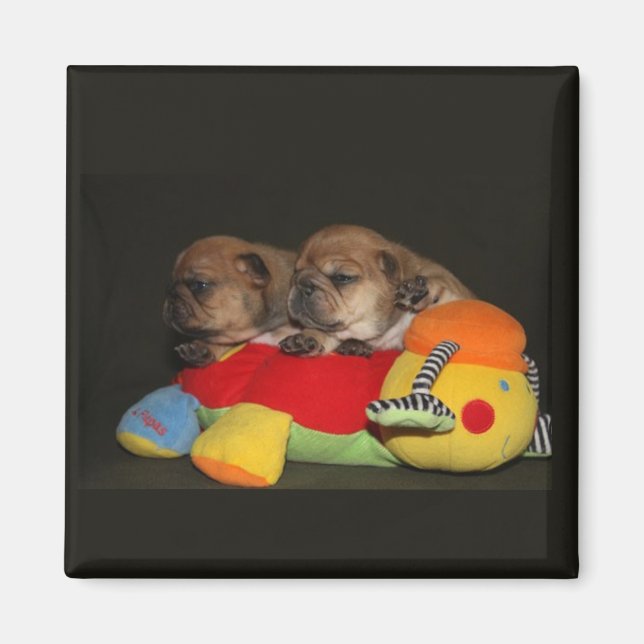 Französische Bulldoggen Welpen Magnet (Framsidan)