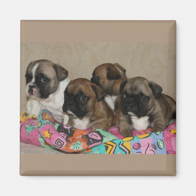 Französische Bulldoggen Welpen Magnet (Framsidan)