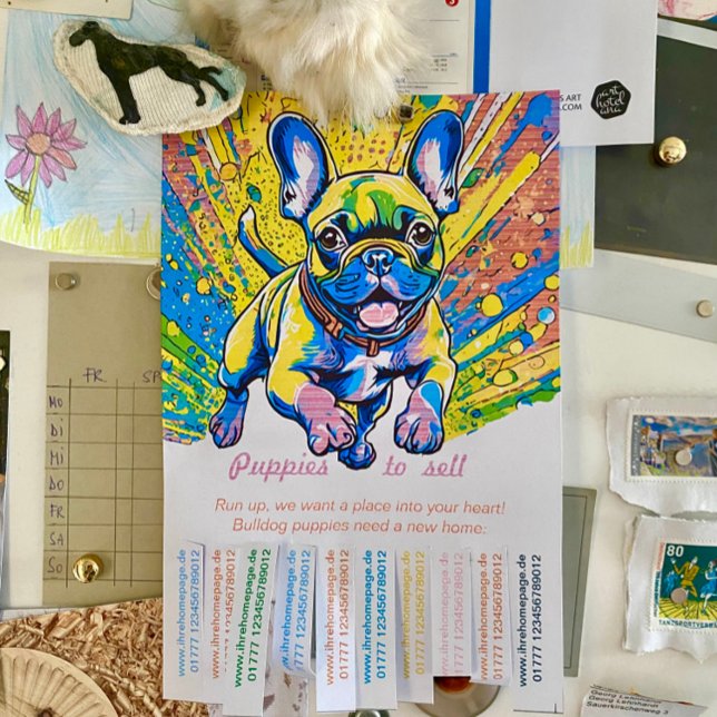 Französische Bulldoggen Welpen zu verkaufen Flygblad (Skapare uppladdad)