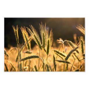 Frarm Fresh Wheat Field Fototryck