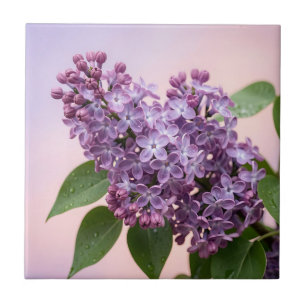 Fräscha lila syrenblommor vårens blomsterprakt kakelplatta