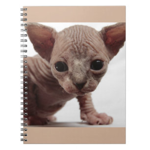 Freaky Cute Furless Sphynx Kitten Anteckningsbok Med Spiral