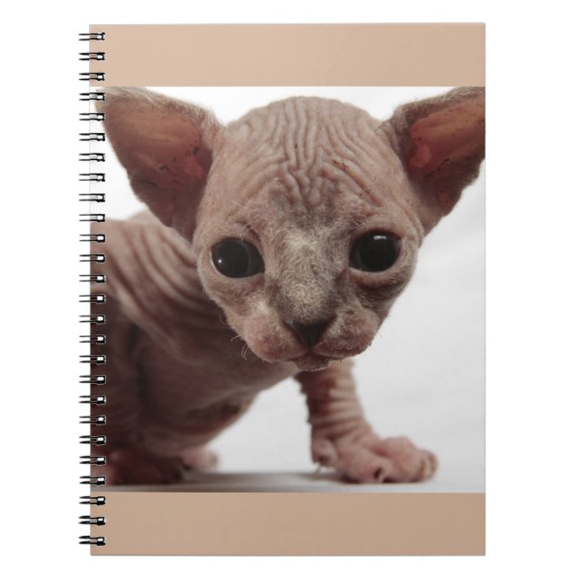 Freaky Cute Furless Sphynx Kitten Anteckningsbok Med Spiral (Framsidan)