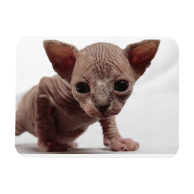 Freaky Cute Furless Sphynx Kitten Magnet (Horisontell)