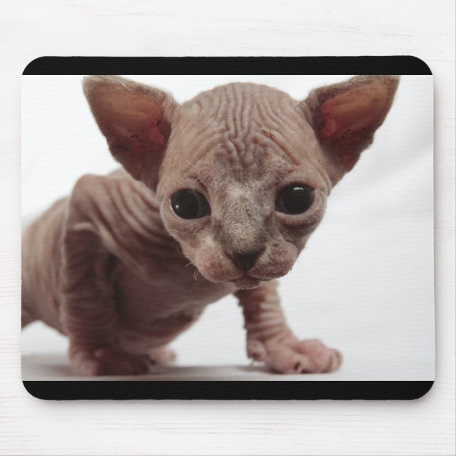 Freaky Cute Furless Sphynx Kitten Musmatta (Framsidan)