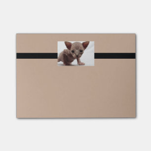 Freaky Cute Furless Sphynx Kitten Post-it Block