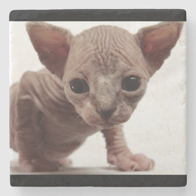 Freaky Cute Furless Sphynx Kitten Stenunderlägg (Framsidan)