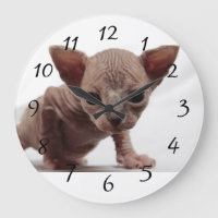 Freaky gullig Furless Sphynx kattunge