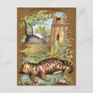 Frears Cat Trade Card #5 (av 6) Vykort