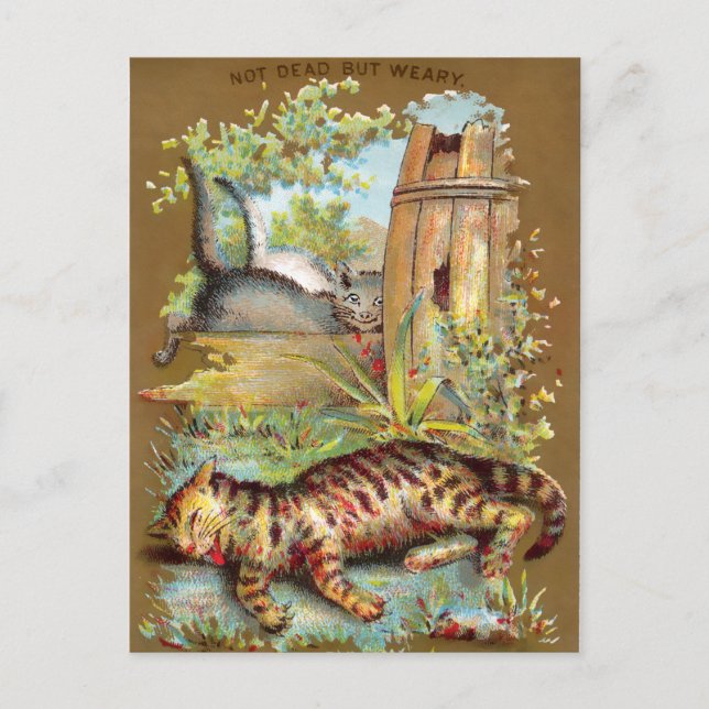 Frears Cat Trade Card #5 (av 6) Vykort (Framsida)