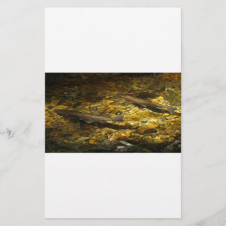 Freash vatten Trout.