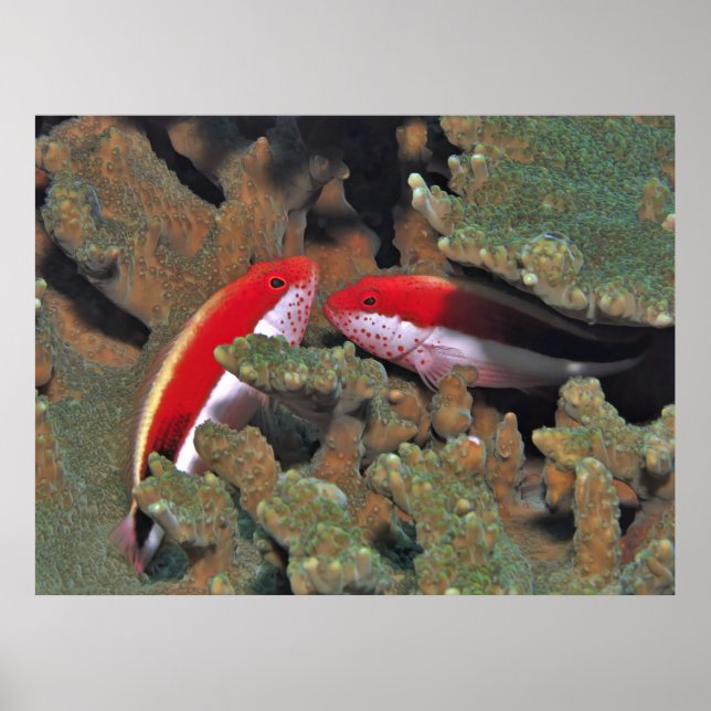 Freckled Hawkfish Pair Poster (Framsidan)