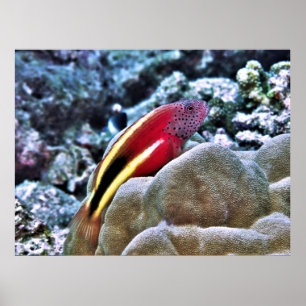 Freckled Hawkfish Poster
