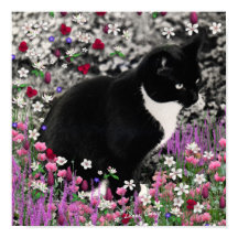 Freckles in Flowers II - Tuxedo Kattunge