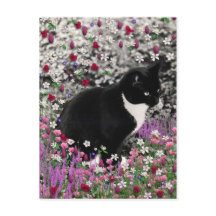 Freckles in Flowers II - Tuxedo Kattunge