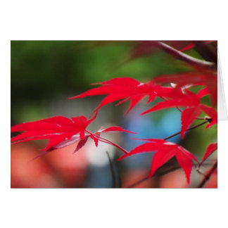 Fred från Löv OBS Kort