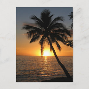 Fred och glädje i sunset coconut handflatan träd F Vykort