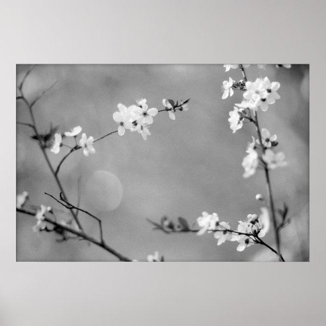 FRED POSTER (Framsidan)